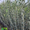 Piante di Ulivo Nociara - 1 anno