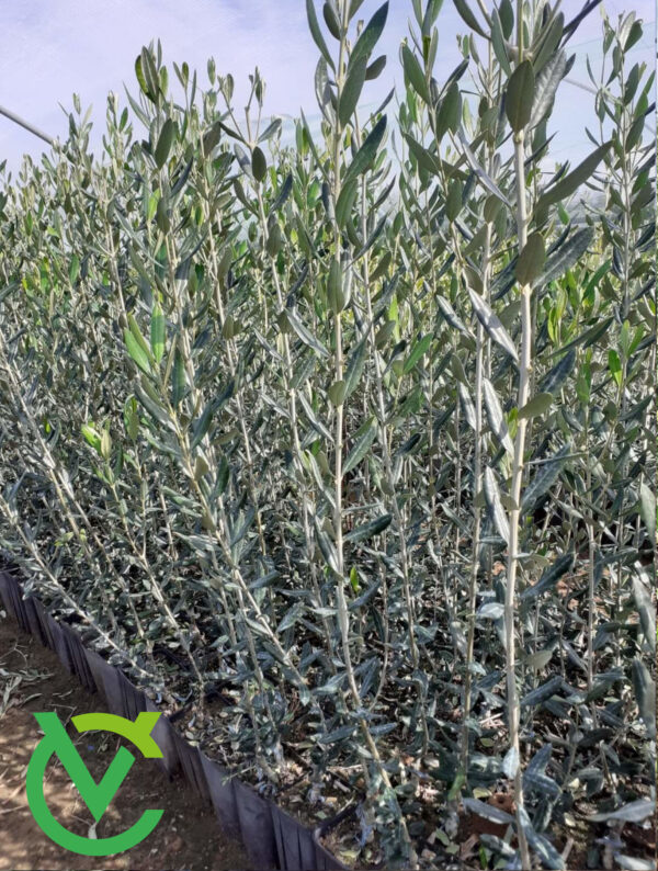 Ulivo_12_mesi_Caforio_Vivai_4 Piante di Ulivo Nociara - 1 anno