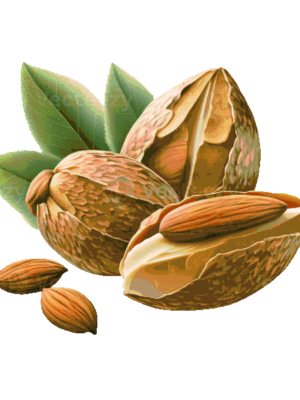 Piante di Albicocco
