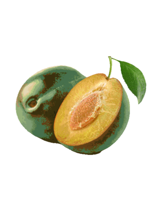 Piante di Albicocco