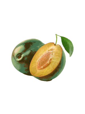 Piante di Albicocco