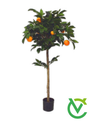 Pianta di Arancio