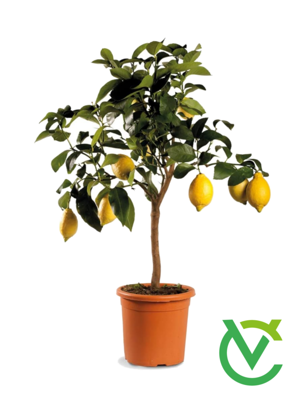 Pianta di Limone