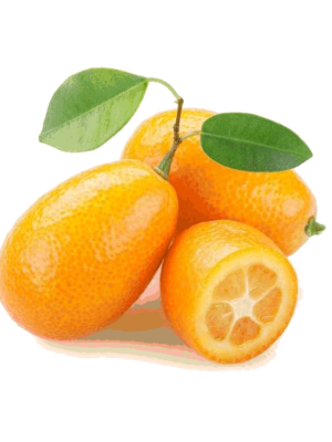 Pianta di Mandarino Cinese Cumquat