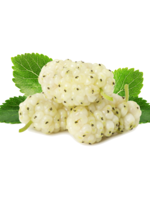 Piante di Gelso